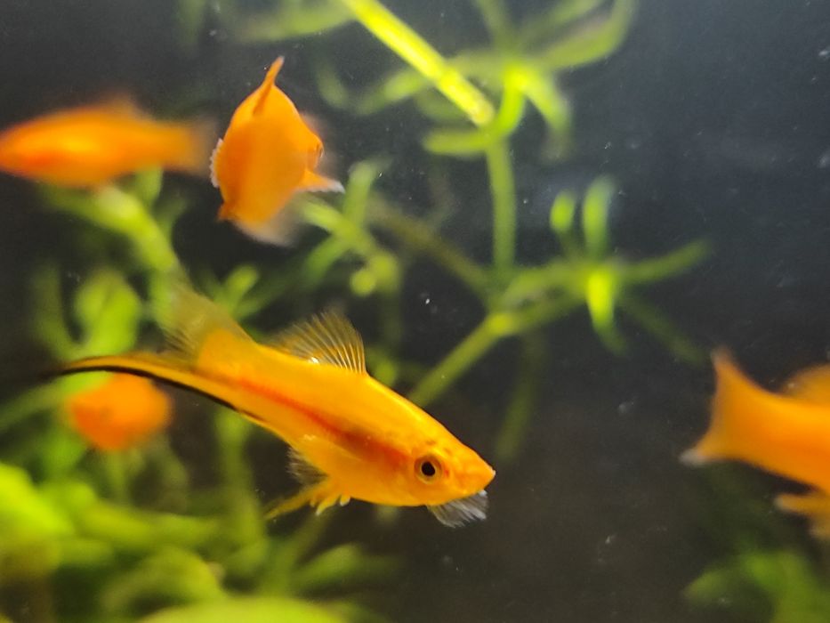 Mieczyki Czerwone Red