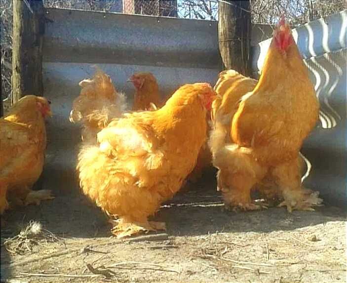 Продам инкубационное яйцо от кур Кохинхин Палевый