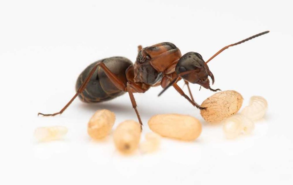 Продам або обмін Formica мурахи2025