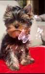 Szczeniak Yorkshire Terrier