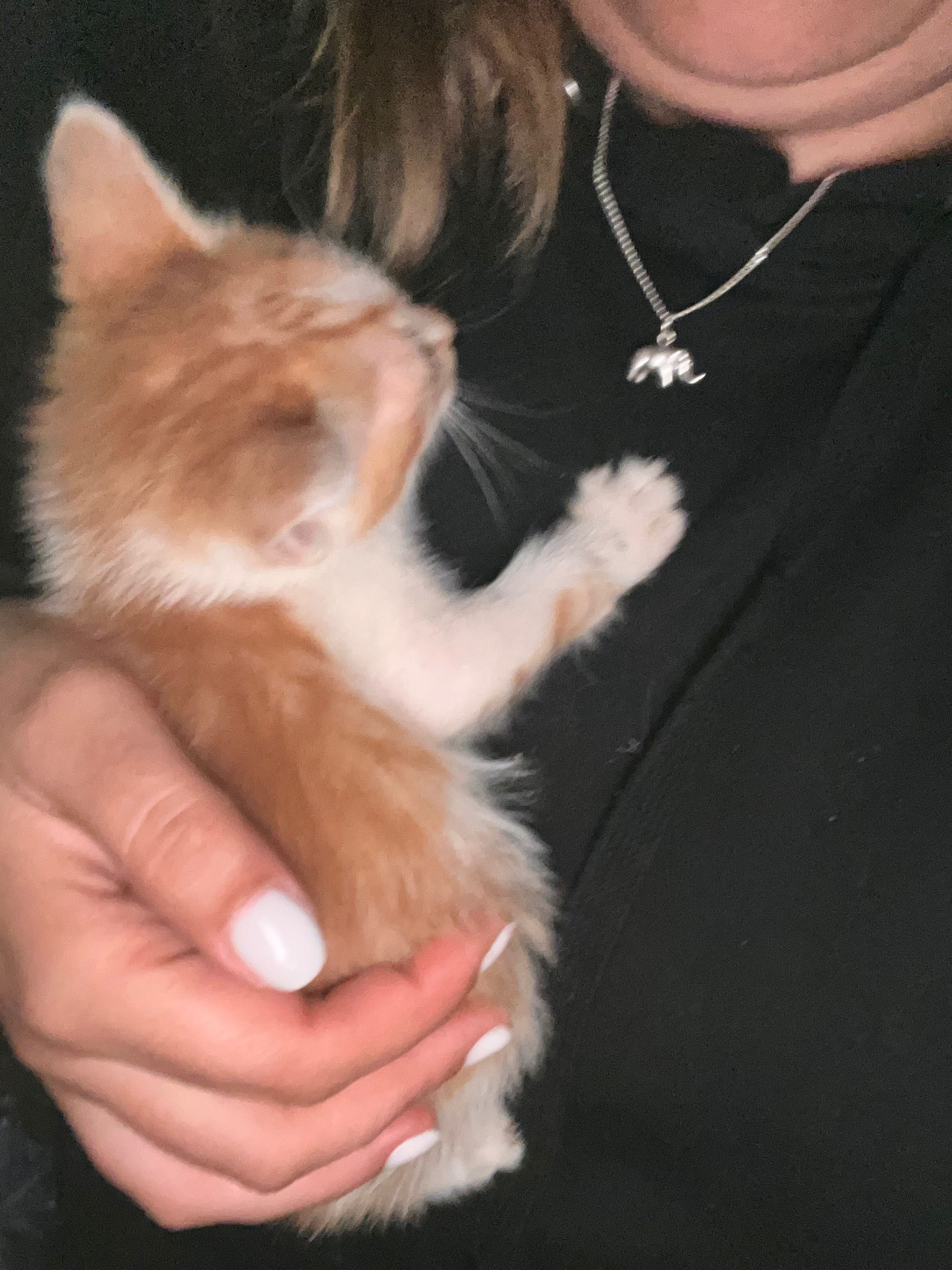 Tenho gatos para quem quiser uma adoção responsável