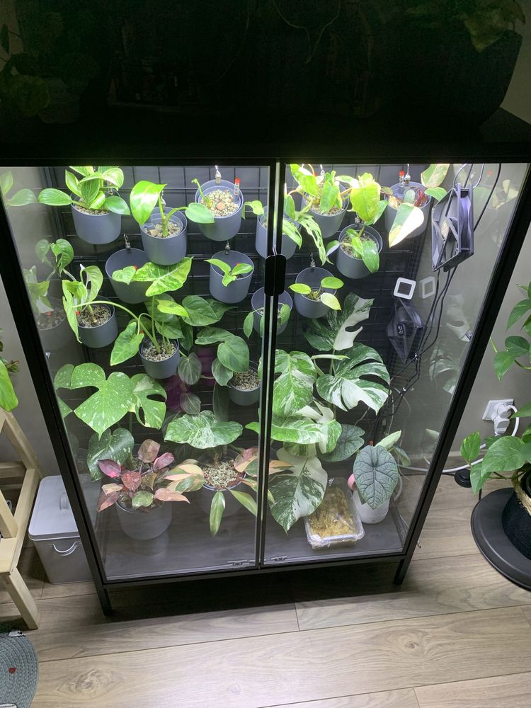 Czarna witryna Ikea Rudsta greenhouse na rośliny
