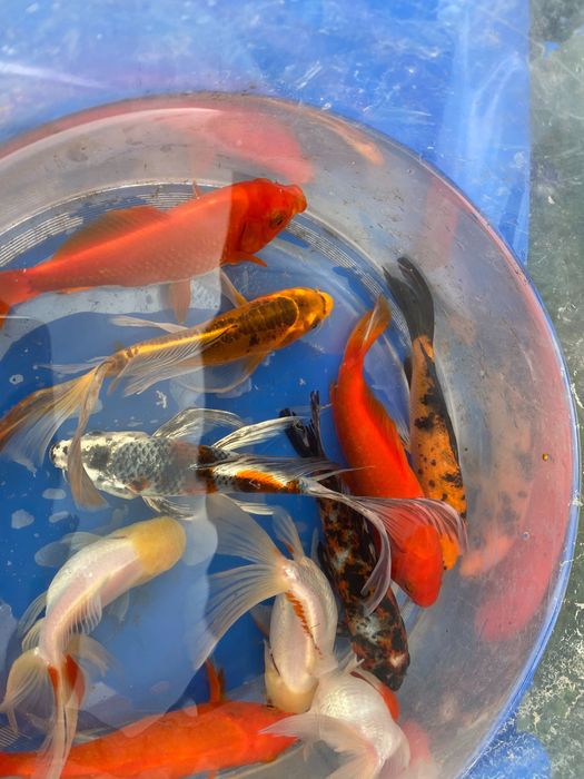 Karaś ozdobny do oczka wodnego, już dostepne na sezon 26