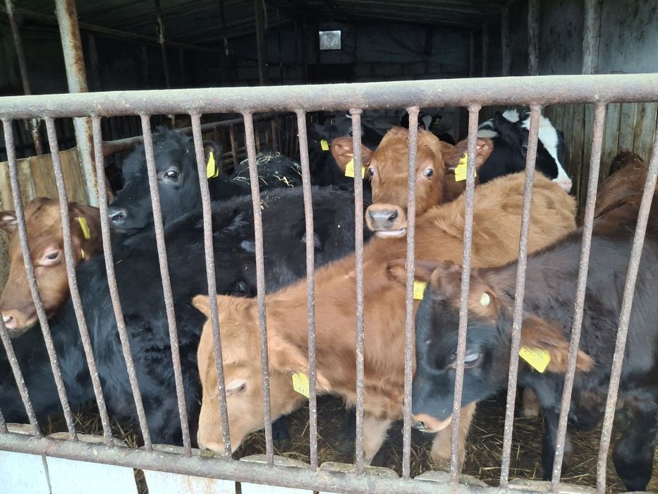 Sprzedam 4 Jałówki