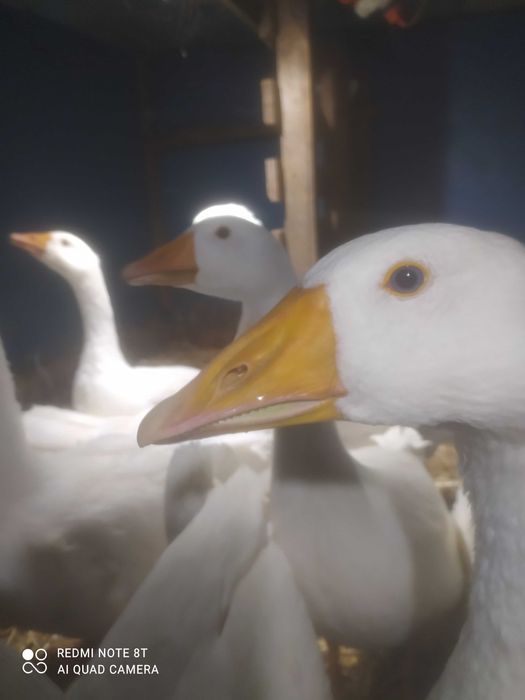 Gęsi tuszki ekologiczne owsiane