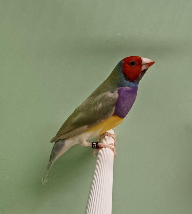 Amadyna Wspaniała Para