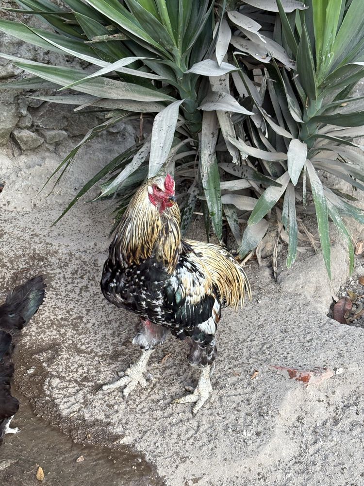 Galo macho araucana
