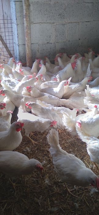 Kury Nioski Leghorn 24 tygodnie! Wysyłka!