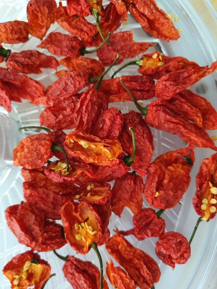 Pimenta Carolina Reaper desidratada