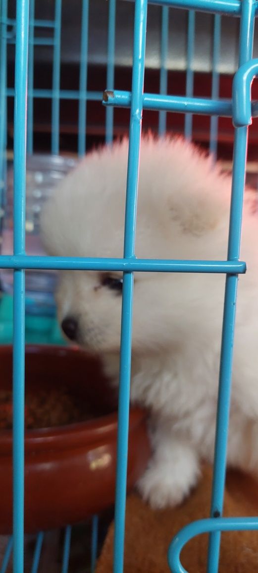 Gaiolas para cães com limpeza facio
