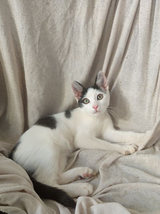 Cudowny Filuś do adopcji.