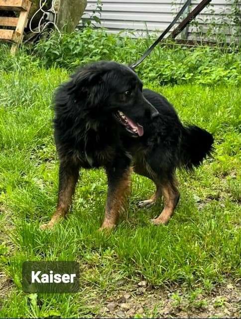 Piękny kochany pies szuka domu Adopcja