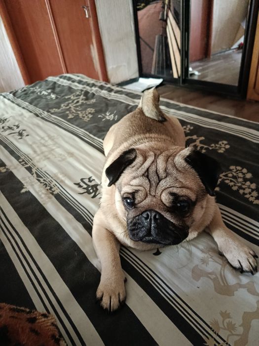 мальчик мопс вязка