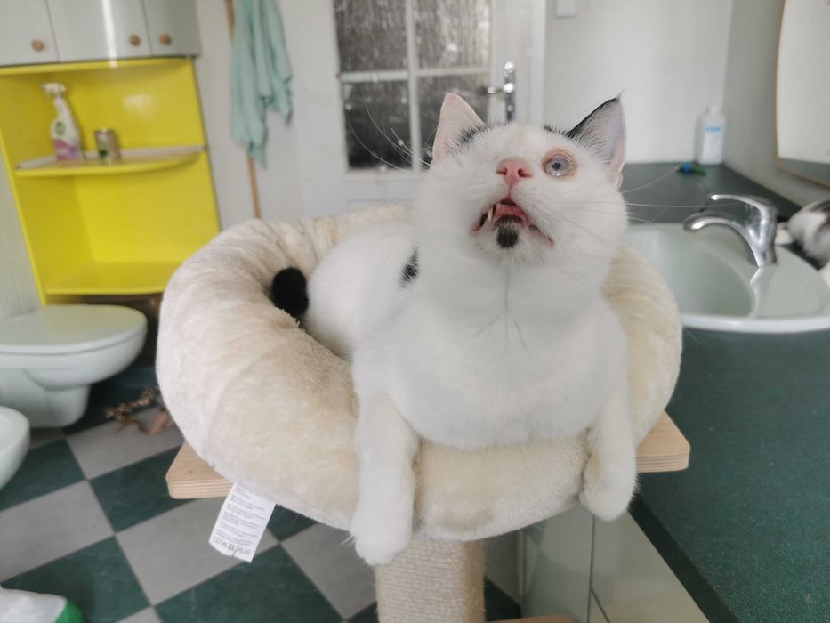 Likier - wyjątkowy i chętny do zabawy