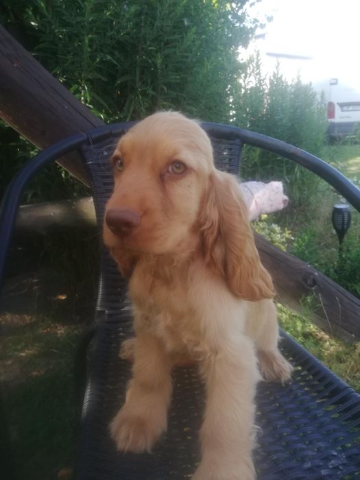 Piesek Cocker spaniel