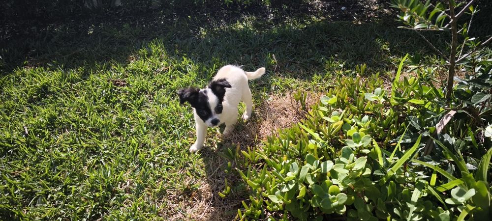 Chihuahua disponível para entrega imediata