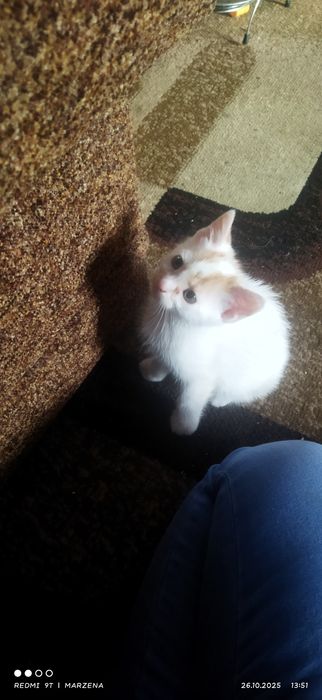 Oddam w dobre ręce kotki