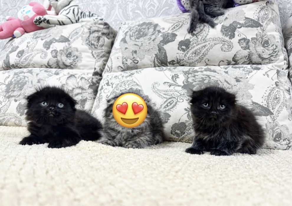 Коутые Вислоухие котята !)