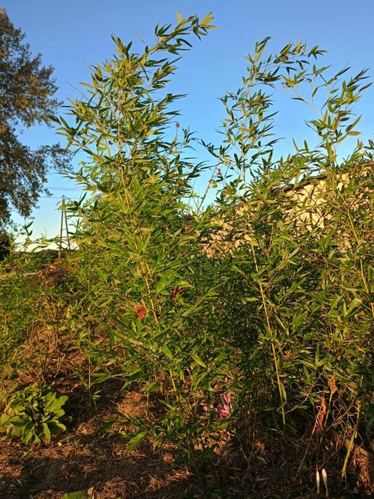 Bambus sadzonki 150cm wysokości