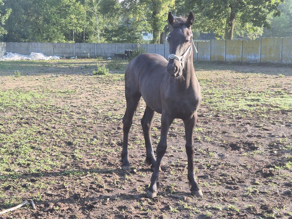 PIĘKNA Klacz fryzyjska fryz cudowny ruch