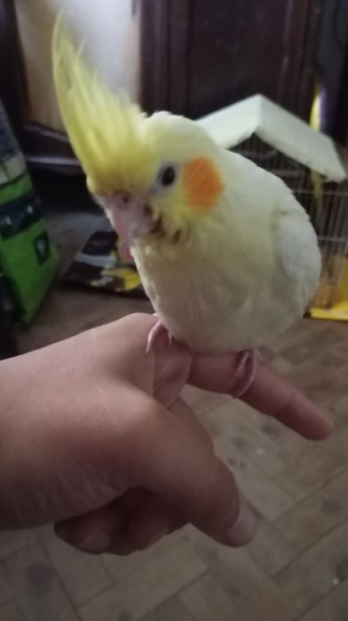 Vendo caturra criada a mão