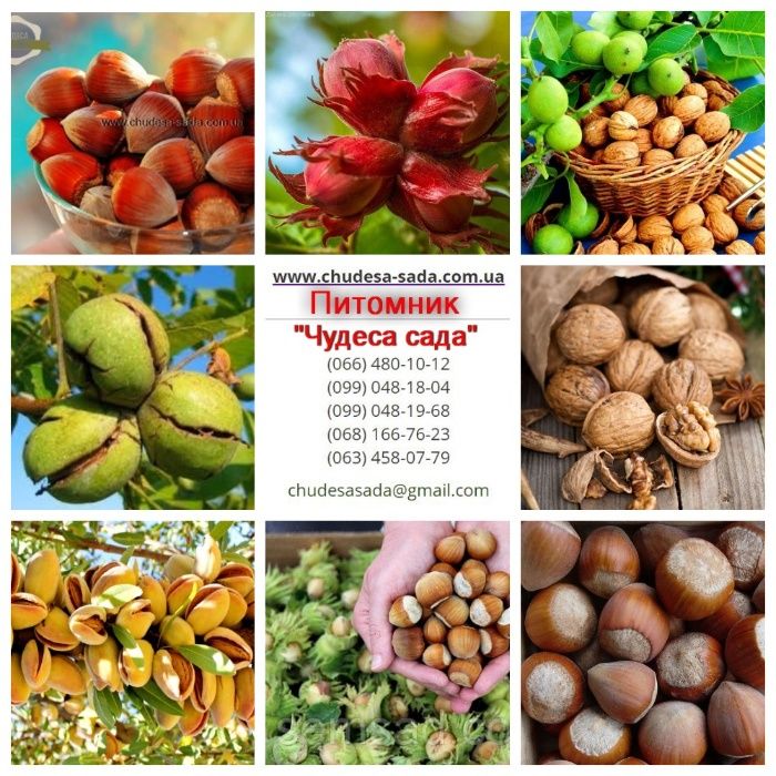 Качественные саженцы: слива, фундук, смородина, агрус, жимолость, ирга