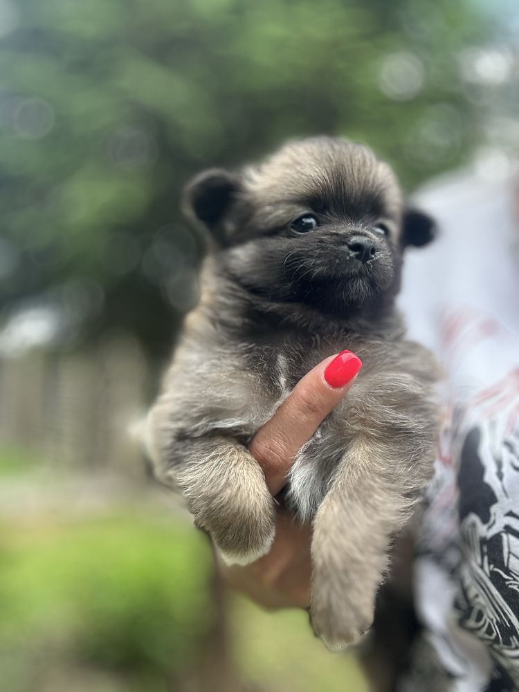 Цуценя чіхуа чіхуа 2 місяці
