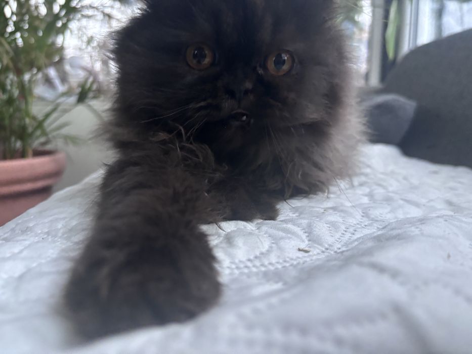 Czarno-szara kotka perska