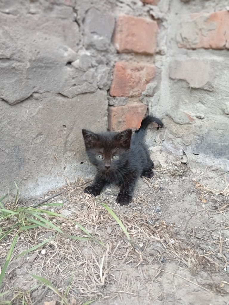 Віддам в добрі руки котиків