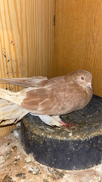 sprzedam golebie szaryki