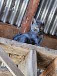Віддам безкоштовно кошенят у добрі ручки