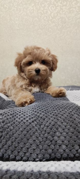 Мальтіпу ф1, міні хлопчики