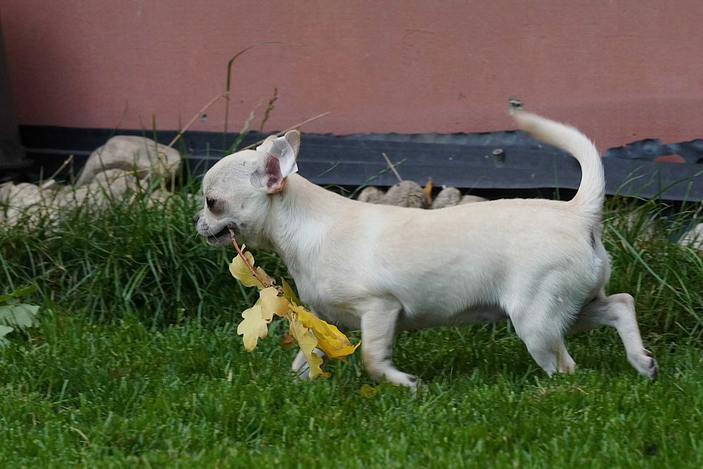 Chihuahua suczka szczeniak