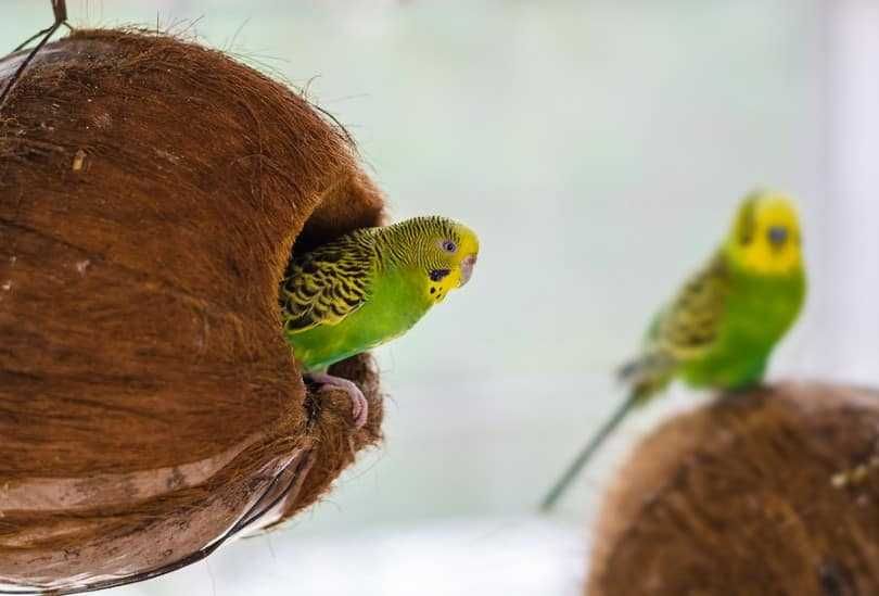 Волнистый попугай домашнего разведения- птенцы