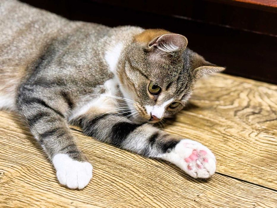 Serdeczny Maniuś szuka domku