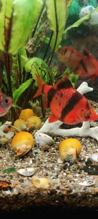 Ампулярія жовта равлик