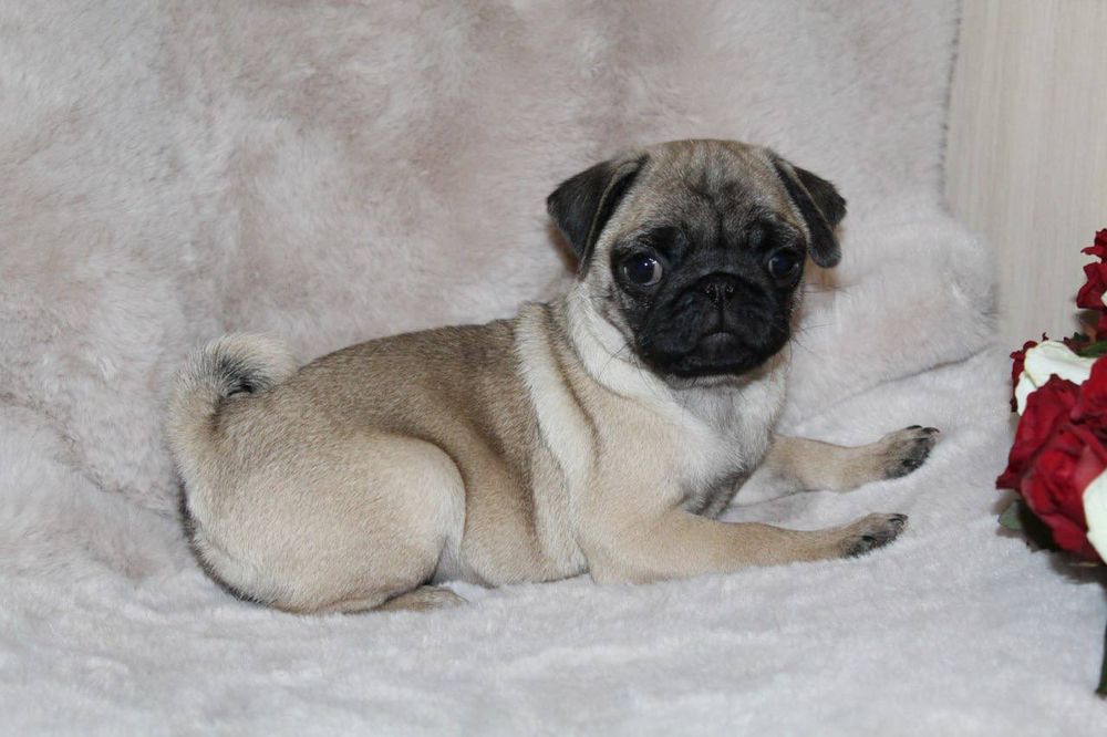 Бомбезні мопсюлі