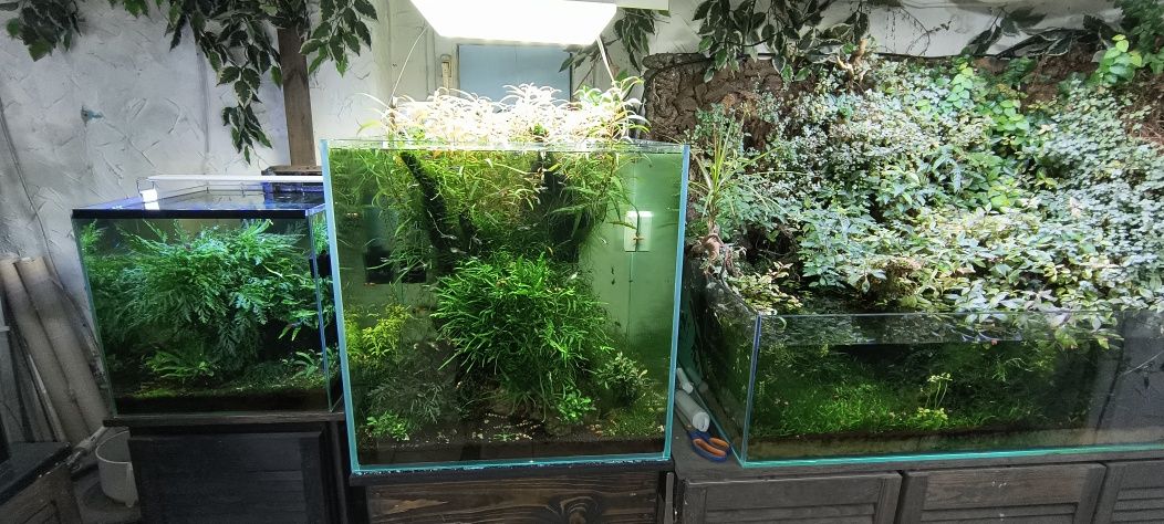 Rośliny do terrarium, akwarium, lasu w słoiku