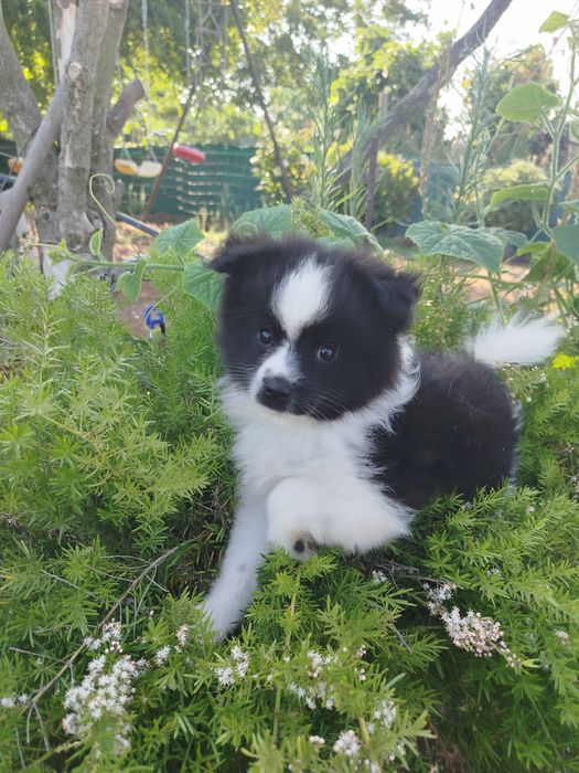 Cachorro macho Sptiz