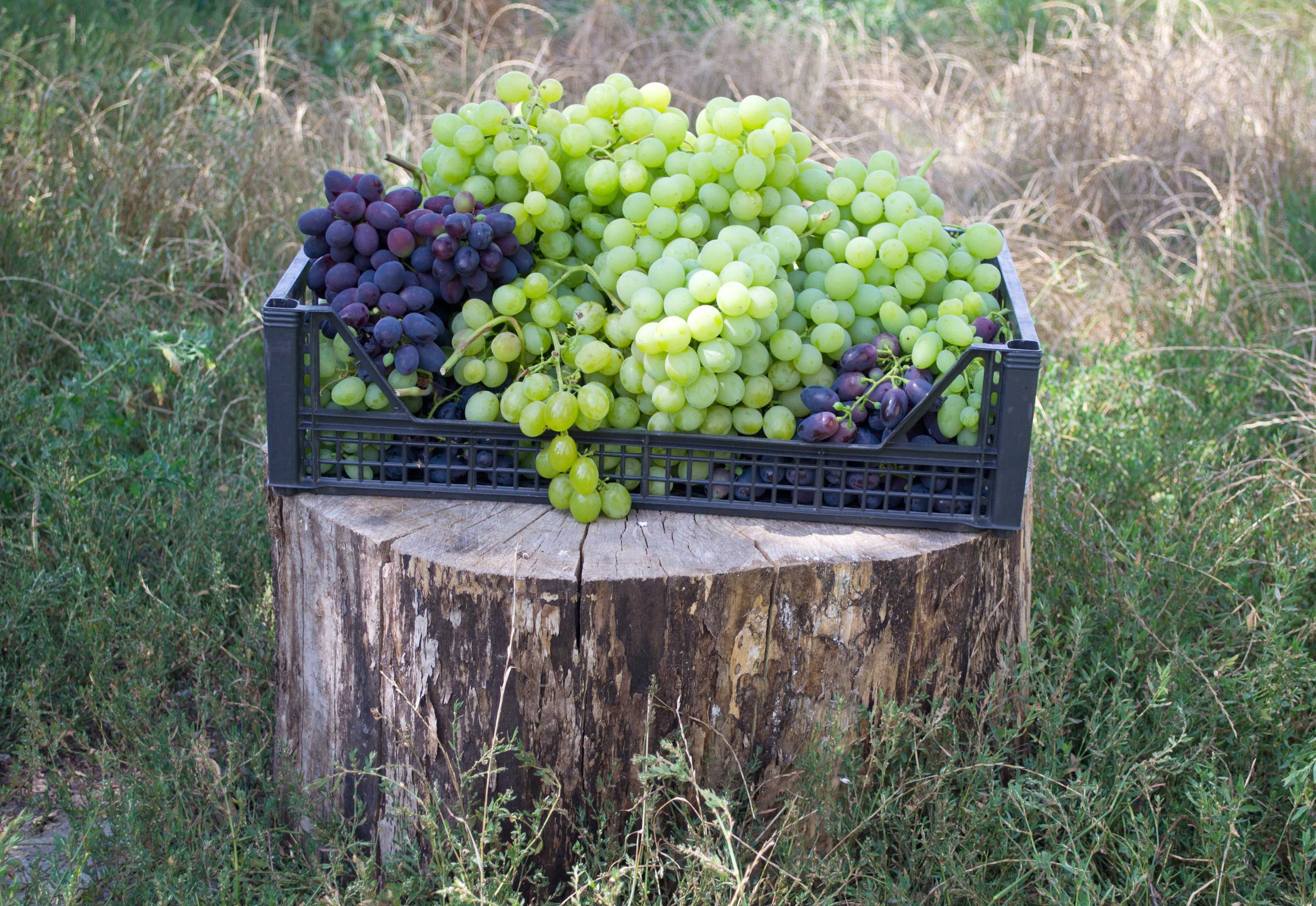 Продаются саженцы столового и винного винограда.