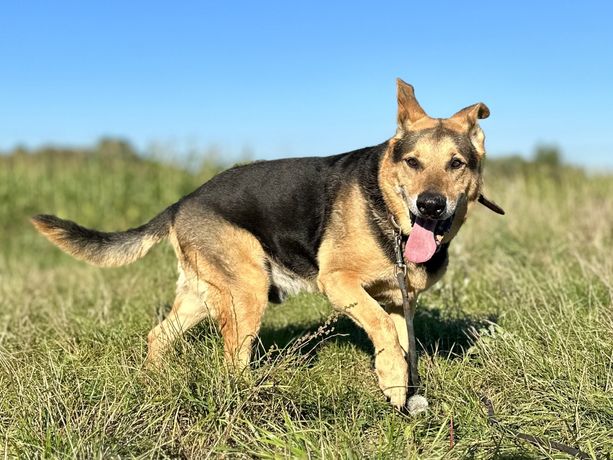 Kubuś - czy ktoś go pokocha?