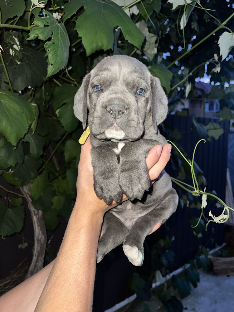 Продам цуциків кане корсо