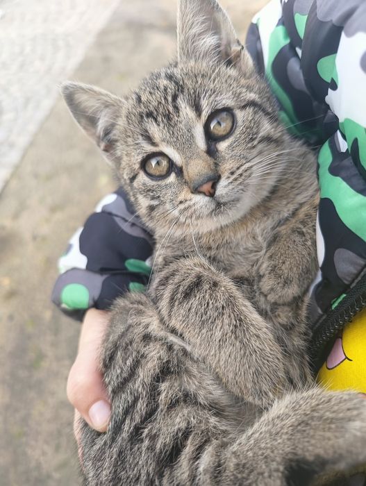 Kotka szaro bura Rezerwacja