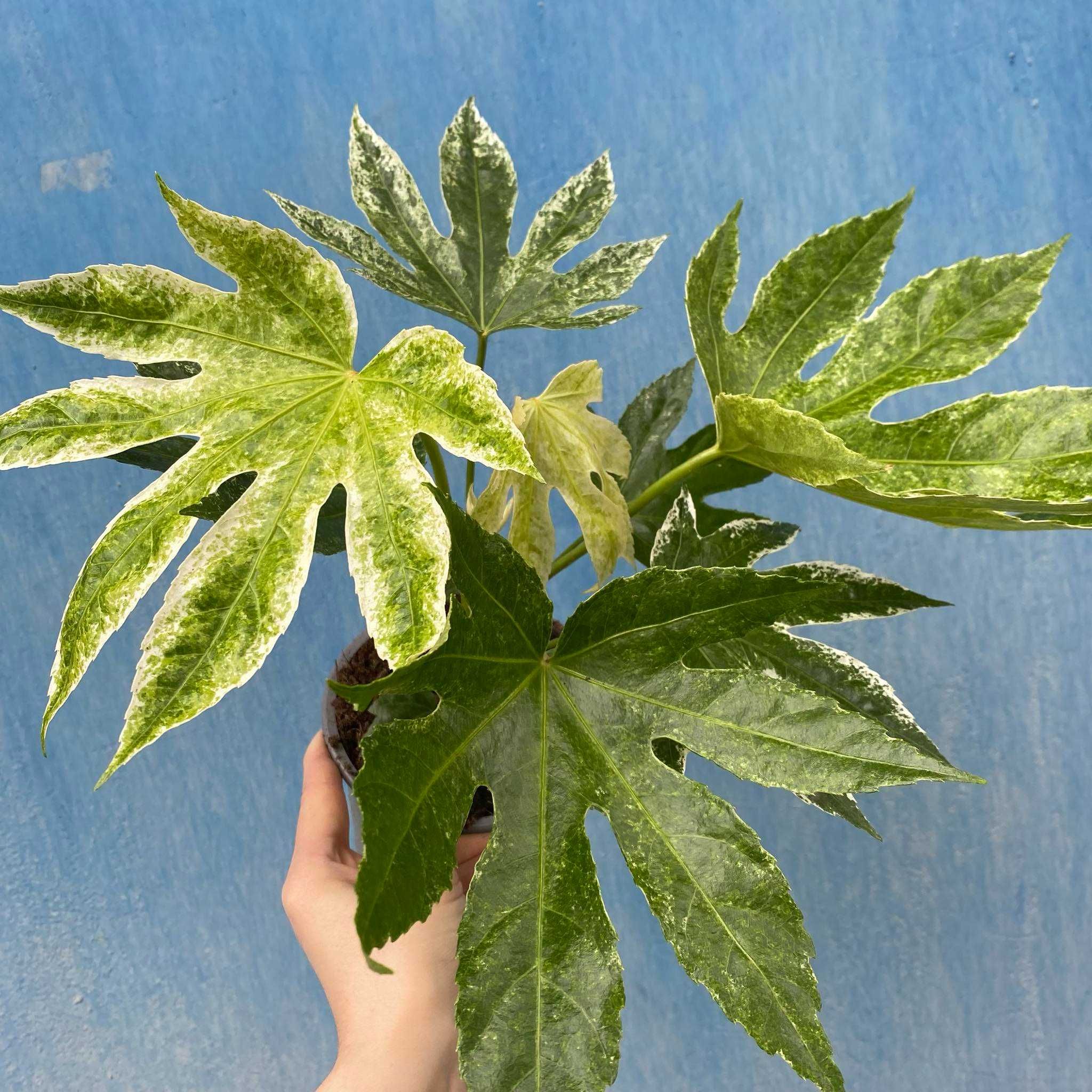 Fatsia Japonica Variegata