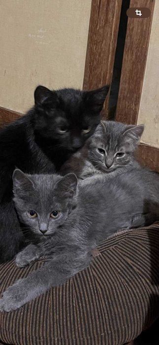 Кошенята безкоштовно