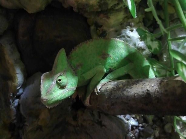 Kameleon terrarium młode i podrostki
