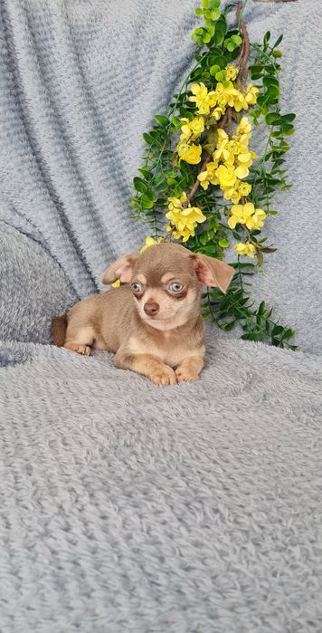 Excelente mini lilac tan Chihuahua/Chiuaua Linhagem Russa,Qualidade