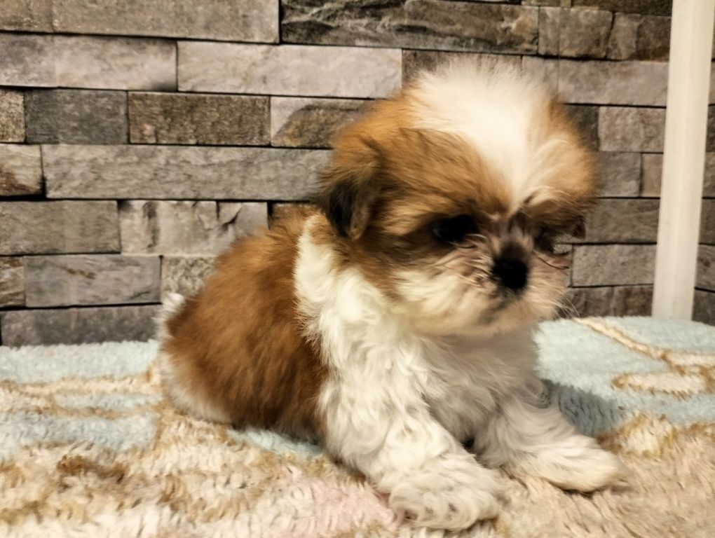 Cudowny piesek shih-tzu MINI!!