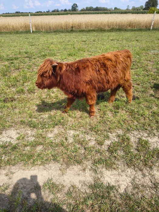 Bydło highland cattle