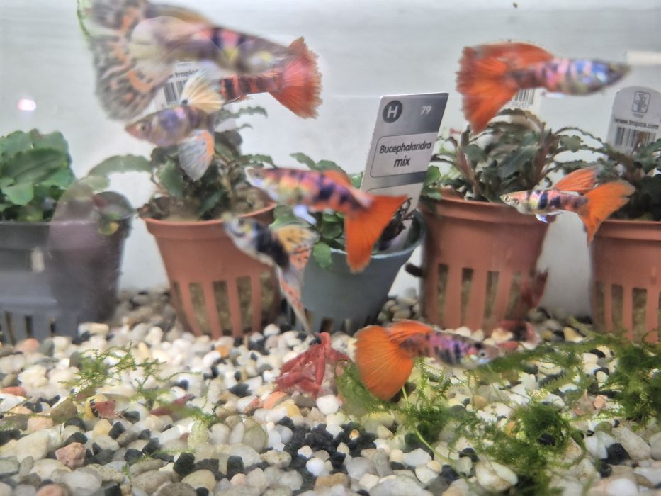 Gupik King  cobra Taiger  Krakow (Swoszowice)